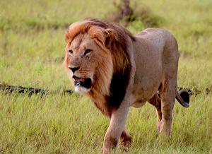 A photography buff, Smith captured a photo of a lion in Chobe National Park in Botswana.