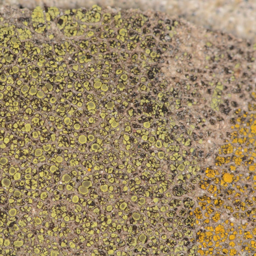 Lichens come in all sorts of fascinating shapes and colors, as witnessed by these specimens, including the two new species