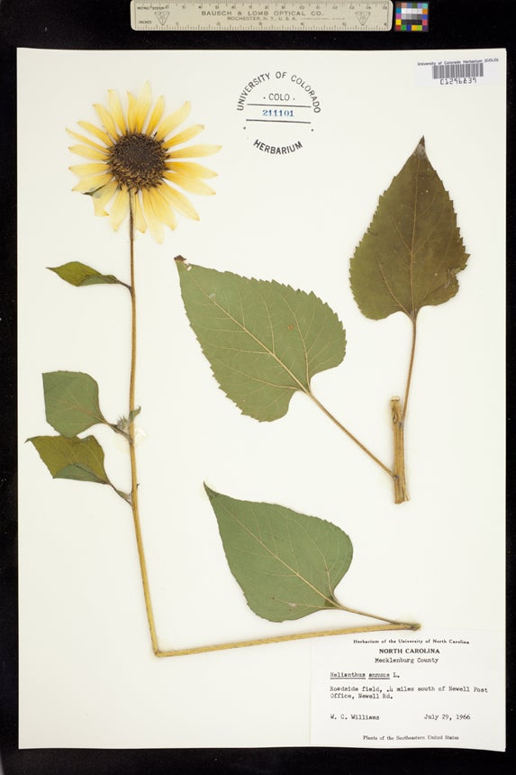Specimens in the Herbarium