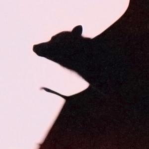 NSF grant to focus on how bats evolved to dominate the night 