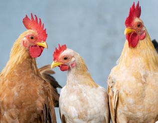 Bird flu surveillance aims at keeping human risk low 