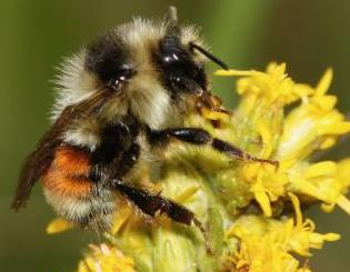 Common plants and pollinators act as anchors for ecosystems 