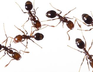 Looking at ants to find answers about aggression