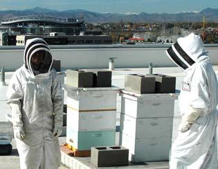 Researchers abuzz about bee health 
