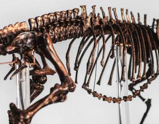 Perfectly preserved dinosaur skin found in Korea