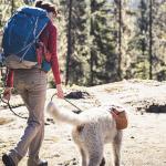New CU Anschutz course teaches Wilderness Emergency Canine Care