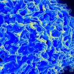 Discovery on T cell behavior has implications for cancer immunotherapy 