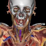 Virtual human — a living cadaver — pushes boundaries of anatomical science 