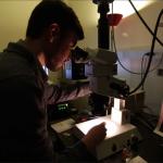 Researchers create microscope allowing deep brain exploration