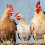 Bird flu surveillance aims at keeping human risk low 