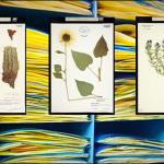 Herbarium COLO a library of botanical DNA