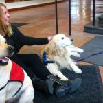 Therapy dogs take some of the bark and bite out of finals week