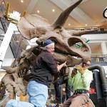 Full Triceratops skeleton now calls Boulder home 