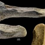 Ancient humans turned elephant remains into a surprising array of bone tools