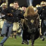 CU Launches Ralphie’s 50th Anniversary Campaign