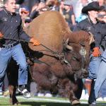 Colorado’s live buffalo mascot, Ralphie V, to retire