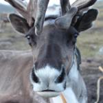 Vanishing ice puts reindeer herders at risk 