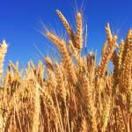 Colorado Grain Chain Project Award supports expanding markets for Colorado grain growers