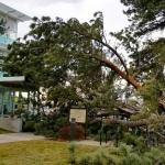 Wind knocks tree onto Cragmor Hall