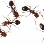 Looking at ants to find answers about aggression