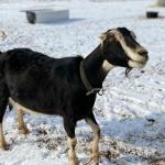 Weed-chomping animals in lab coats? Weaver’s goats assist in urban farm research