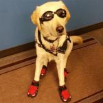 Ariel suited up in Doggles and booties and stayed on her mat during laboratory class for General Chemistry I last semester.