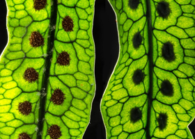 Microgramma squamulosa (Photo by Richard Ellis)
